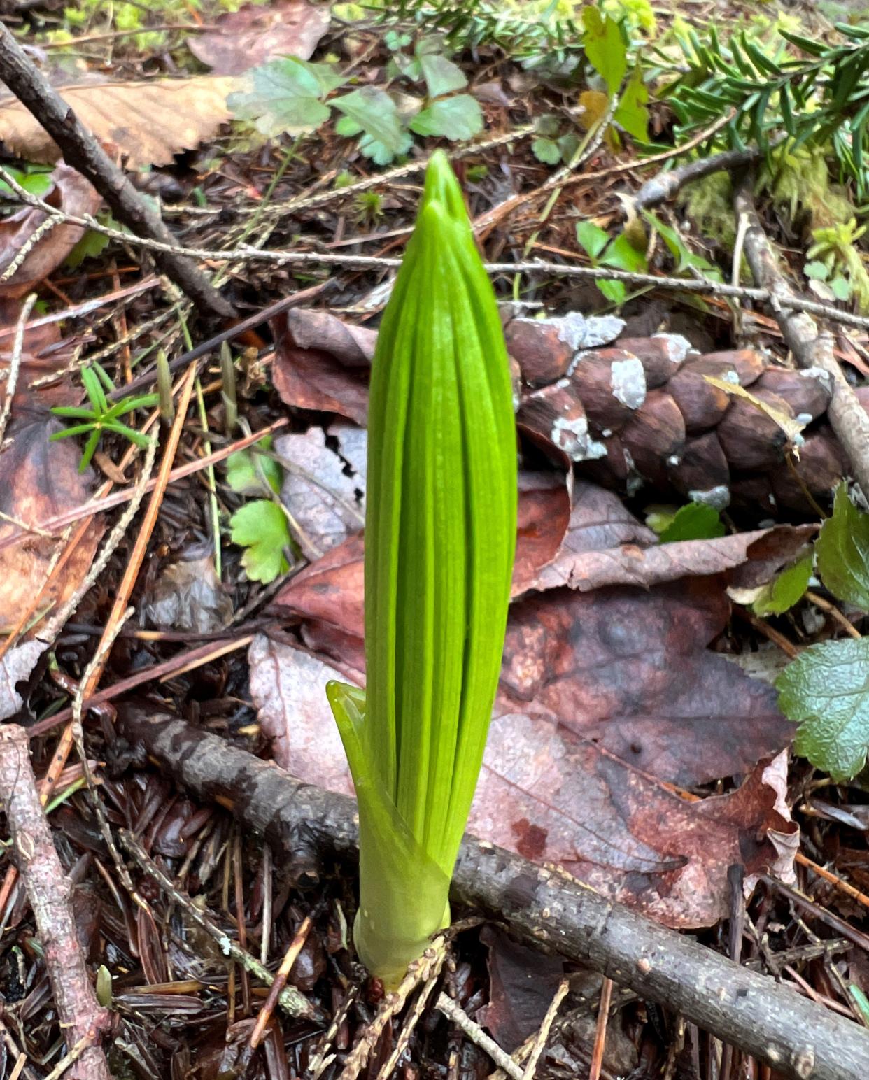 False Hellebore unfolded