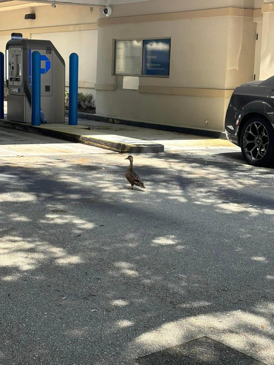 11 baby ducks were reunited with their mother on Saturday afternoon when Oviedo firefighters pulled them out of a storm drain.