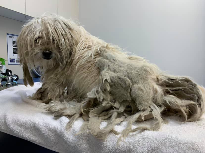 A photo of Tylo who is a small dog with his dreadlocks that measured eight to nine inches long.