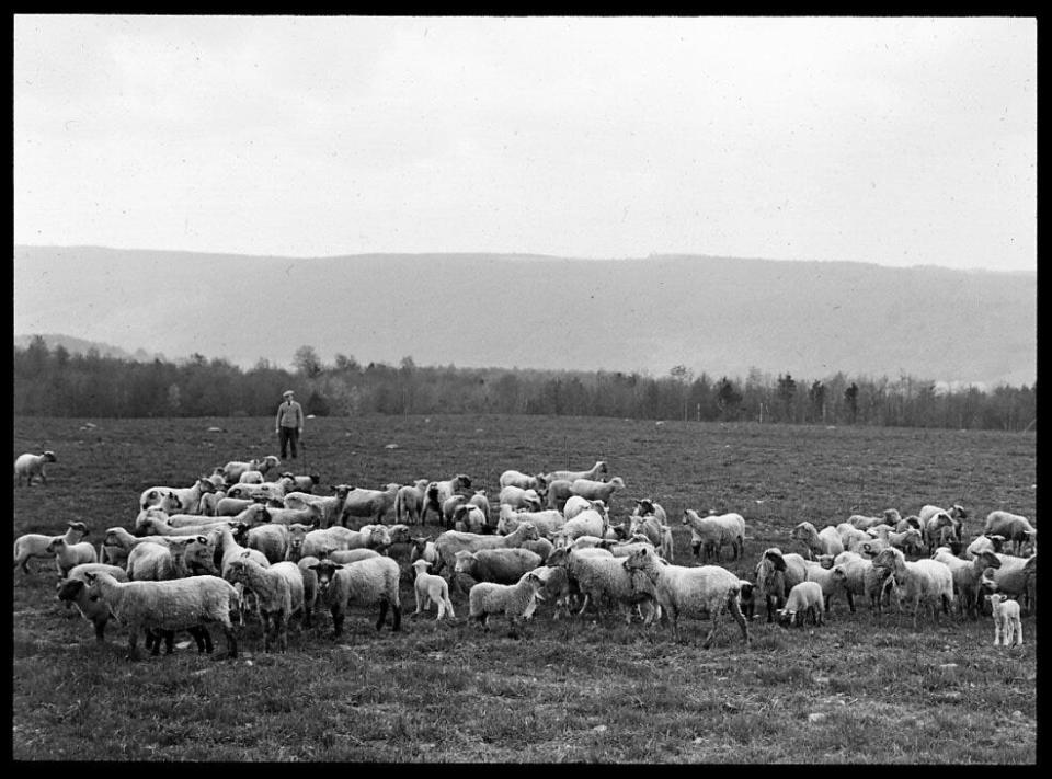 This photo shows an early Bristol sheep farm.