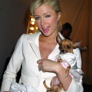 paris hilton and chihuahauas