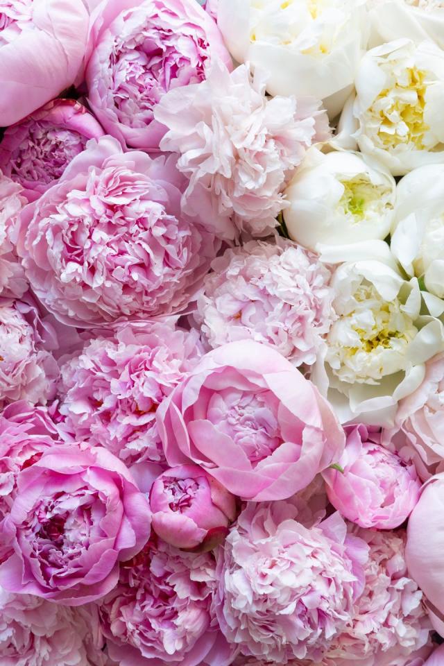 Pink Peony Flowers  Beautiful Sarah Bernhard Peonies by Flourish