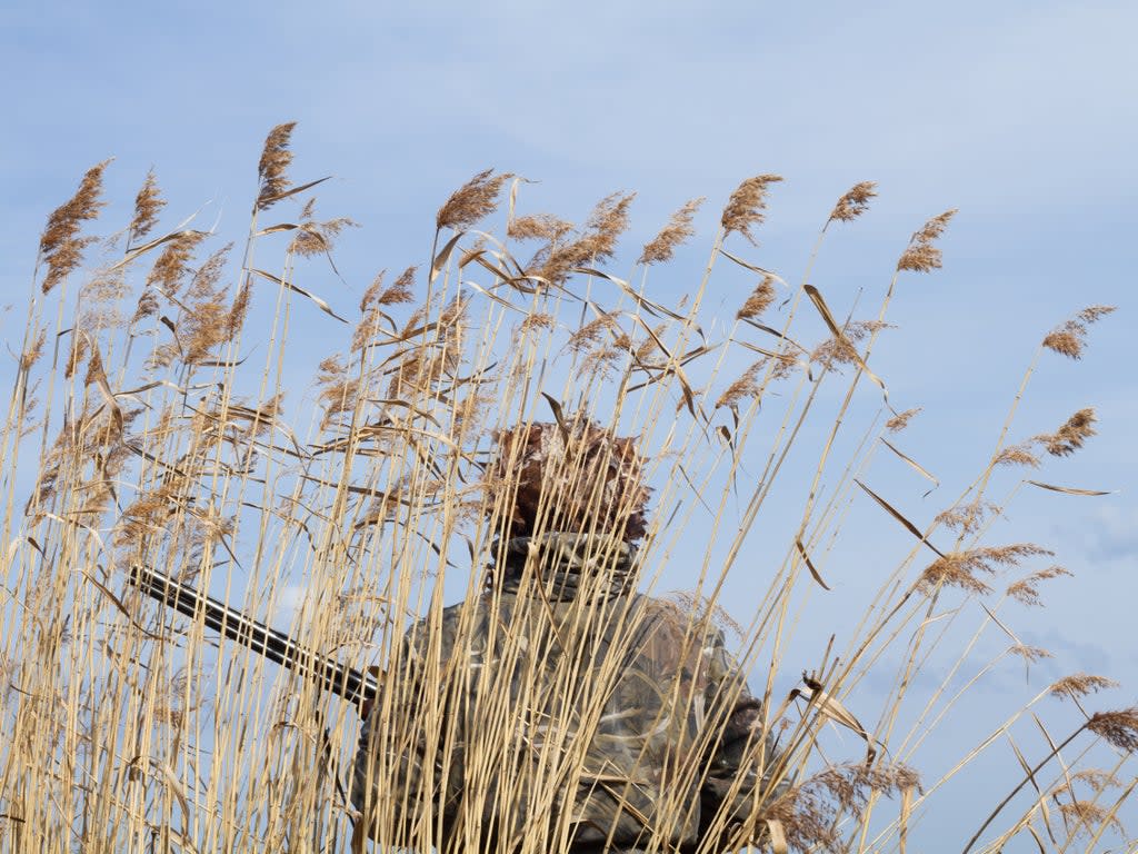 The RSPB calls on an emergency ban on shooting in a part of the UK amid bird flu outbreak (Getty Images/iStockphoto)