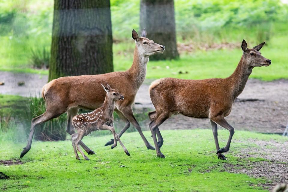 Traffic could be banned from Royal Parks to cut congestion