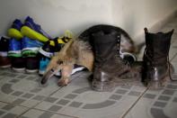 Foto de archivo de un oso hormiguero caminando entre varios pares de zapatos en una veterinaria tras ser tratado por especialistas cerca de Porto Velho, estado de Rondonia, en Brasil