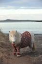 Shetland ponies Fivla and Vitamin model their woolen sweaters as part of Scotland's 'Year of Natural Scotland' ad campaign.