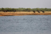 FILE PHOTO: Buffalos are seen in the Bhasan Char island in the Bay of Bengal, Bangladesh, February 2, 2017. Picture taken February 2, 2017. REUTERS/Mohammad Ponir Hossain/File Photo