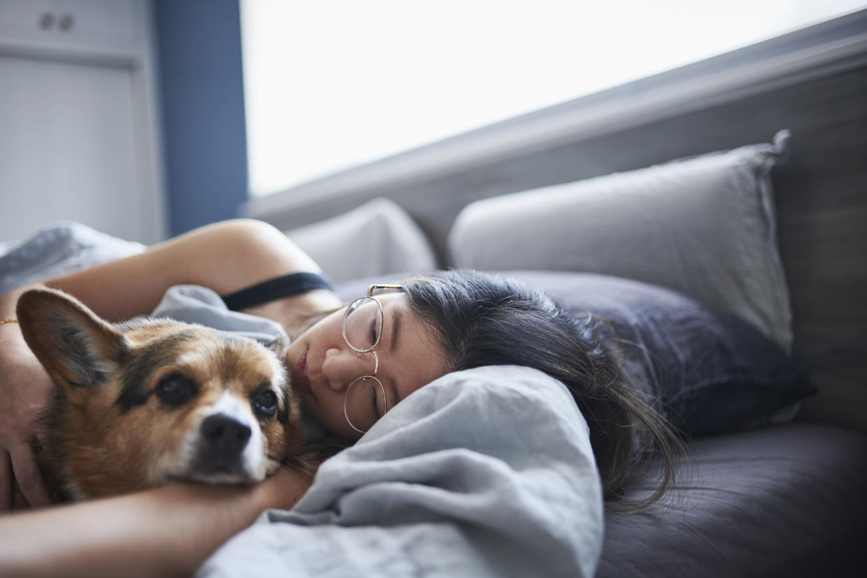 corgi sleeping in human's bed - should you let your dog sleep in your bed