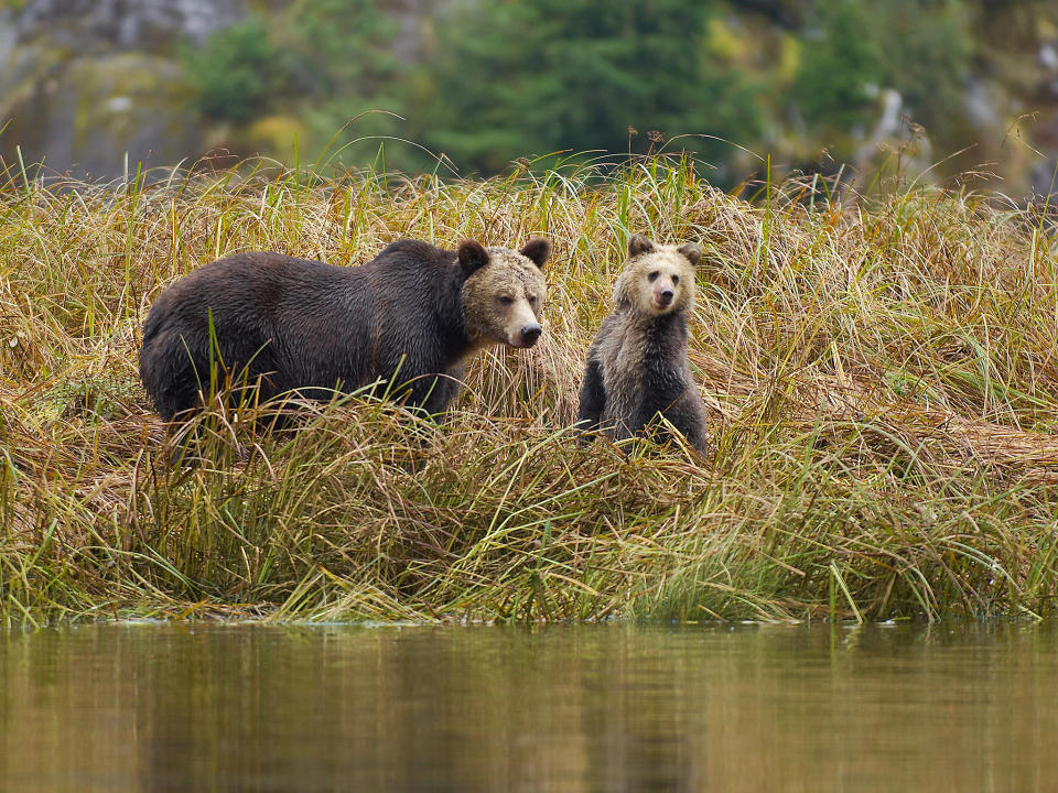 Hunting grizzly bears is an annual thing in British Columbia, though the tide is turning: Getty