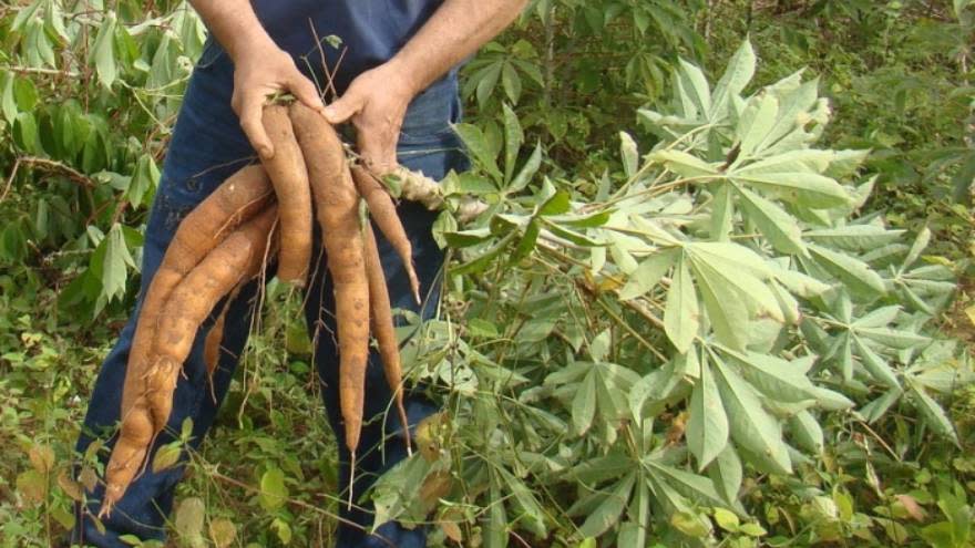 El cultivo de la mandioca se remonta, al menos, a más de 4 mil años atrás