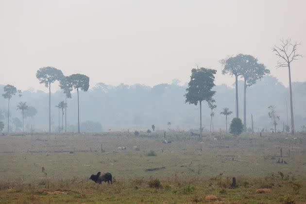 Cattle graze amid smoke caused by fires along a highway in Manicoré in Brazil's Amazonas state in September. Deforestation in the Amazon rainforest has surged under far-right President Jair Bolsonaro. (Photo: MICHAEL DANTAS/AFP via Getty Images)