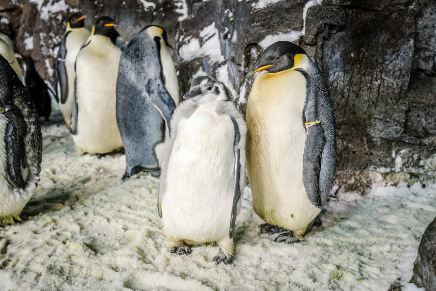 Pearl and other Penguins at SeaWorld San Diego (Photo: SeaWorld San Diego)