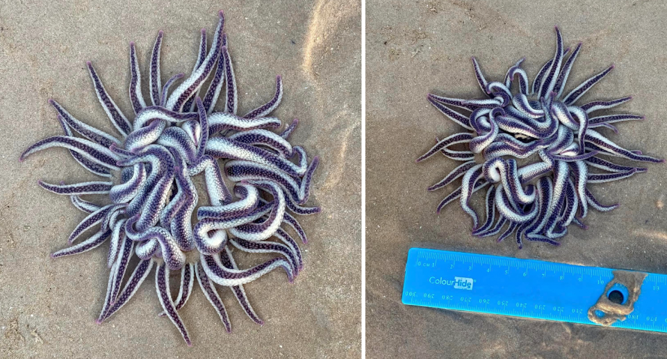 The 'creepy' beach find is a mass of tentacles with purple and white scales on Broome beach. 