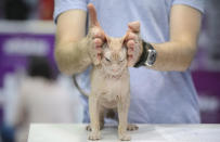 <p>A Canadian Sphynx cat is held by a judge during a competition in Bucharest, Romania, Saturday, Oct. 1, 2016. More than 300 cats entered the international feline beauty competition in the Romanian capital. (Photo: Andreea Alexandru/AP)</p>