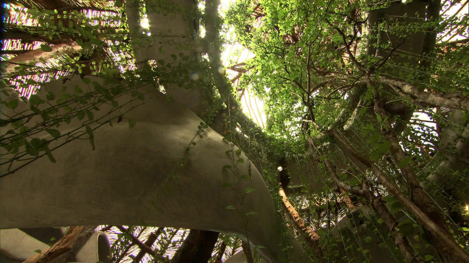 When building Azulik Uh May in the Mexican jungle, no trees were cut down; they were instead incorporated into the design organically.   / Credit: CBS News
