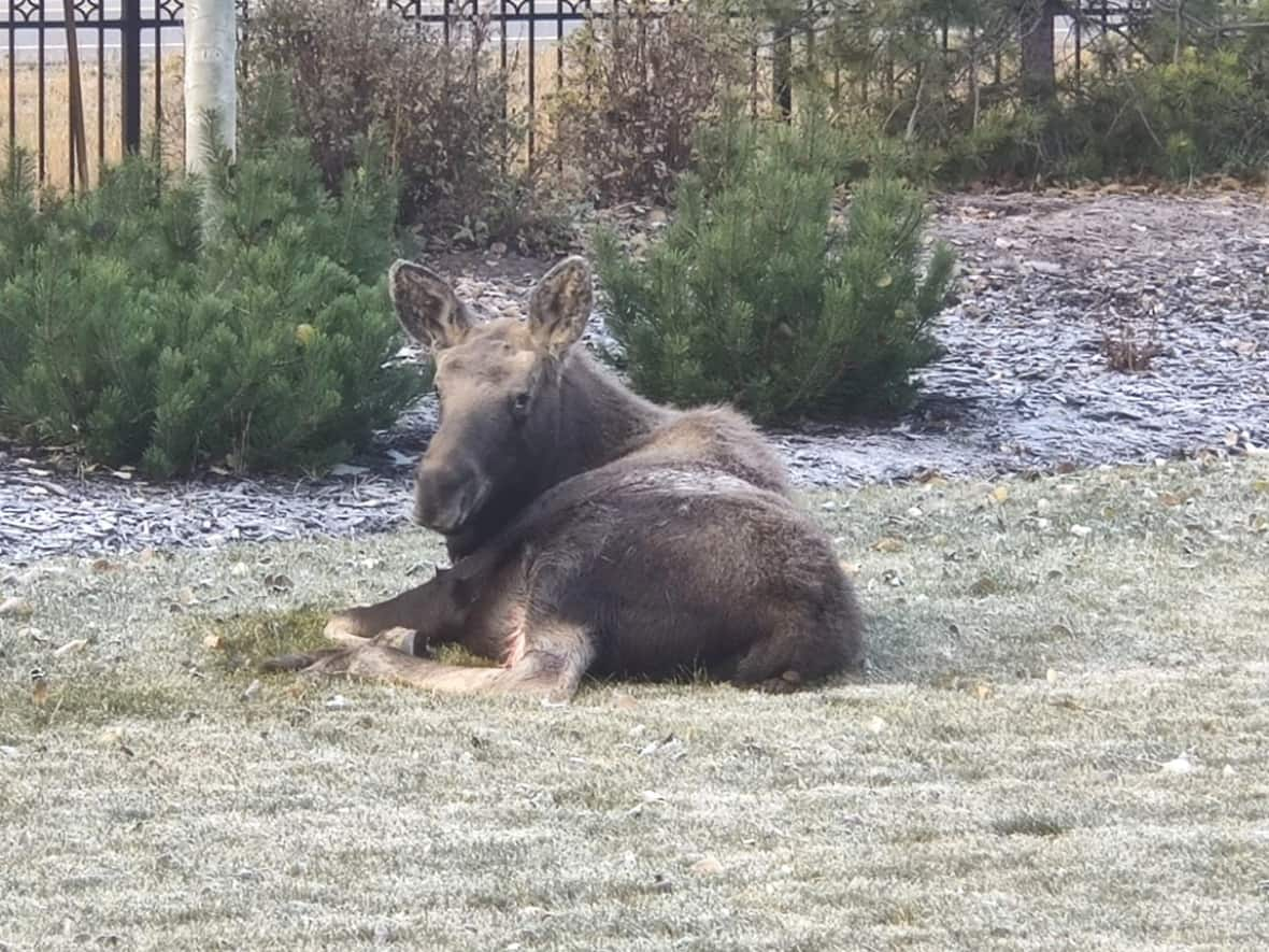 Bearspaw residents say a spiked fence around their community needs to be removed, after a young moose was fatally impaled by the fence Tuesday night.  (Sameer Sheth - image credit)