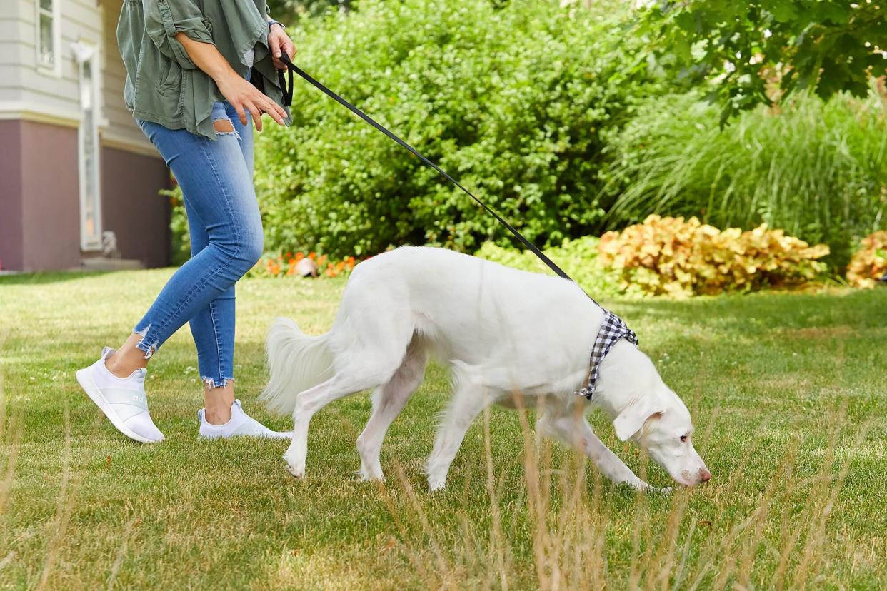 woman walking dog as her dog is sniffing; things to do with your pet for a healthier new year