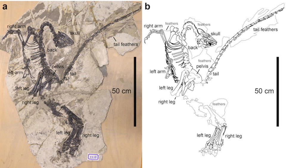 The incredibly well-preserved skeleton of <i>Jianianhualong tengi</i>, a dinosaur with tail feathers that may have been capable of flight <cite>Xu, Currie, Pittman <i>et al.</i>/2017</cite>