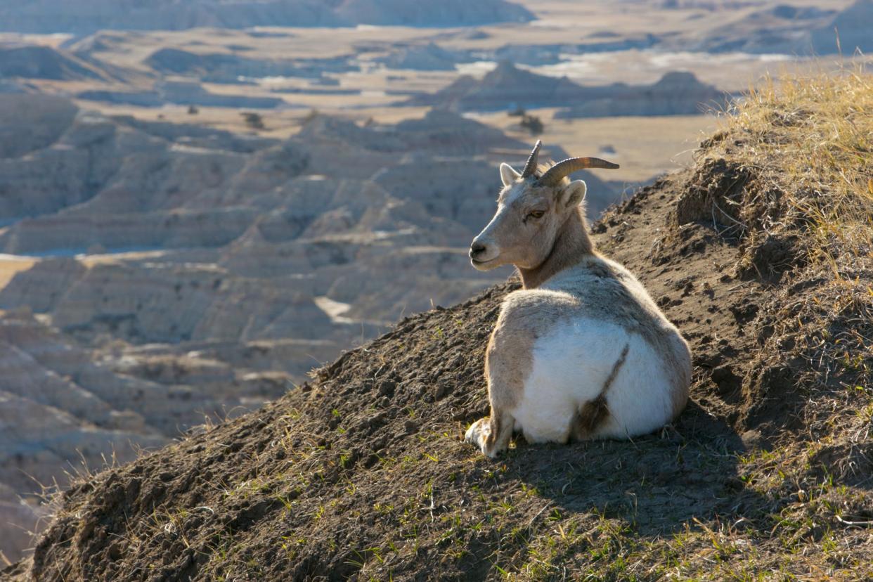 Bighorn sheep are native to Badlands National Park.