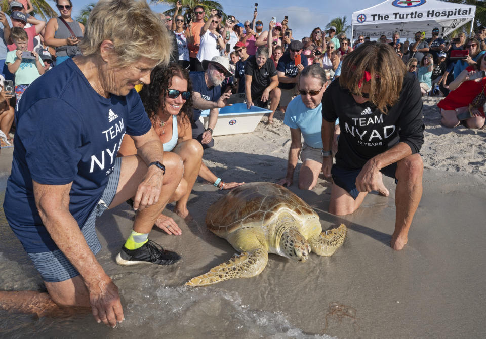 In this photo provided by the Florida Keys News Bureau, Diana Nyad, left, her expedition leader Bonnie Stoll, right, and staff from the Florida Keys-based Turtle Hospital watch "Rocky," a rehabilitated green sea turtle, crawl into the Atlantic Ocean Sunday, Oct. 22, 2023, from a beach in Key West, Fla. The turtle release was part of a weekend 10th anniversary celebration commemorating Nyad's successful 2013 swim from Cuba to Key West, ending at the same beach. Rescued in January and taken to the Turtle Hospital, "Rocky" required an eight-hour intestinal surgery, breathing treatments, a blood transfusion and months of medications to survive. At age 64, Nyad came ashore on Labor Day 2013 after swimming nearly 111 miles across the Florida Straits from Havana. (Andy Newman/Florida Keys News Bureau via AP)