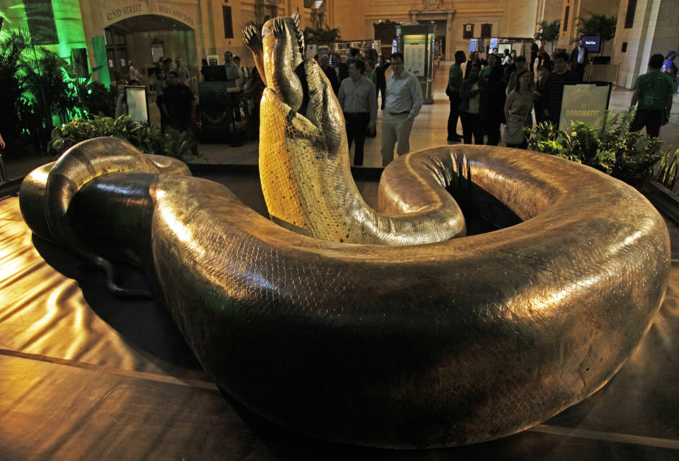 A full-scale replica of the pre-historic snake "Titanoboa" swallowing a crocodile, is previewed on Friday, March 23, 2012, at Grand Central Station in New York, during a promotion for its exhibition at the Smithsonian’s National Museum of Natural History in Washington, D.C., titled “Titanoboa: Monster Snake.” Titanoboa, discovered in 2005 in a open-pit coal mine in Colombia, was 48-feet long and weighed 2,500 pounds and lived more than 60 million years ago when dinosaurs no longer ruled the Earth. The traveling exhibit runs from March 30 through Jan. 6, 2013.(AP Photo/Bebeto Matthews)