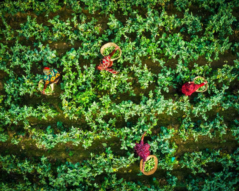 Through the WFP project, Hason Ara formed a farmers group with 23 other women in her community. Here, the women pick and inspect aubergines (WFP/Sayed Asif Mahmud)