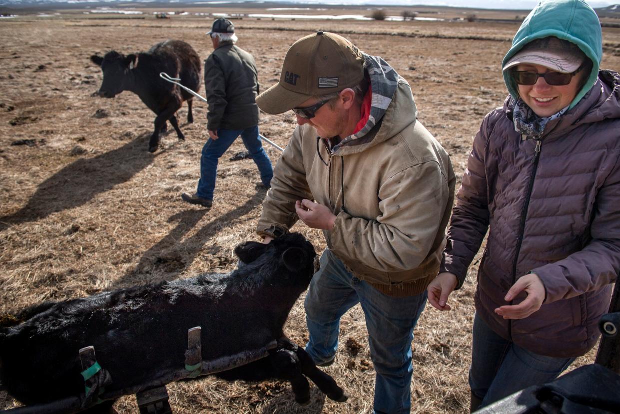 Don Gittleson fends off a heifer as his son, Dave Gittleson, and Dave's wife, Andrea Gittleson, quickly weigh, vaccinate and apply an ear tag to a calf at the Gittleson Angus ranch on April 20.