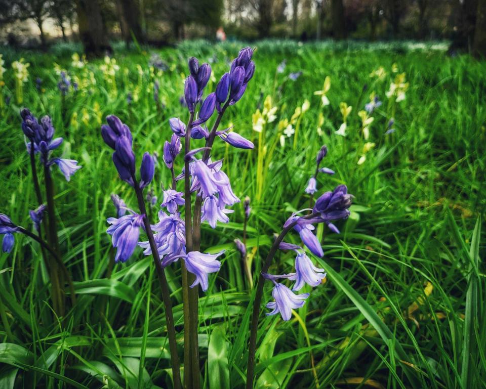 Orford Park by Tony Crawford