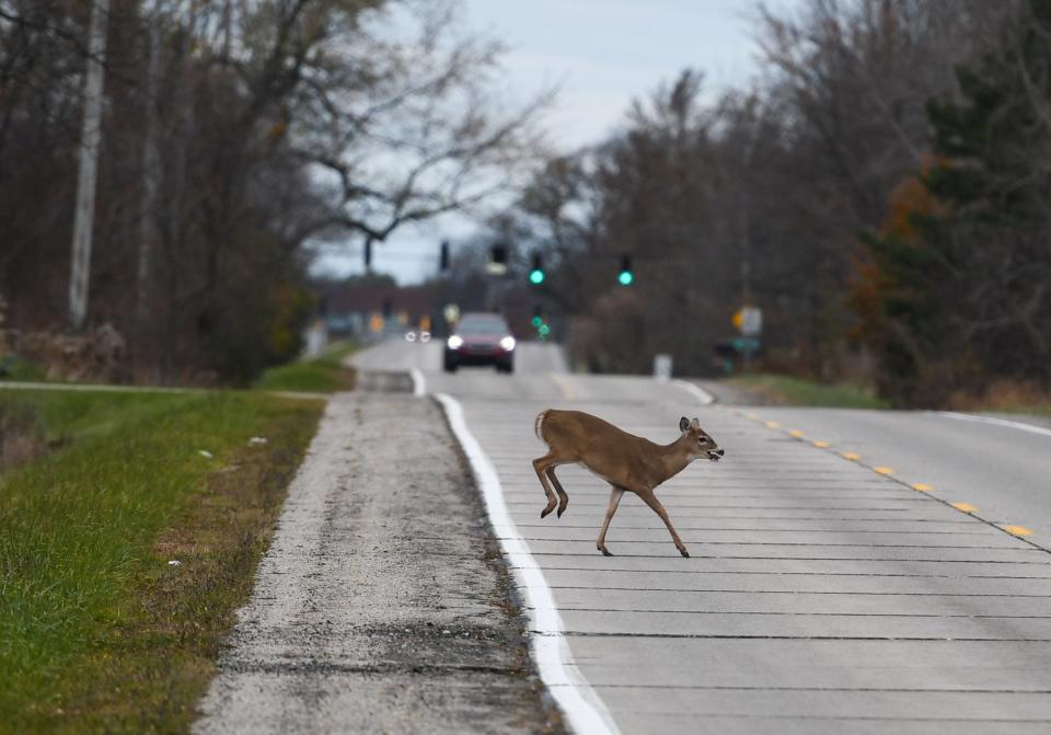 A young whitetail doe crosses Okemos Road in Alaiedon Township Monday, Nov. 15, 2021.