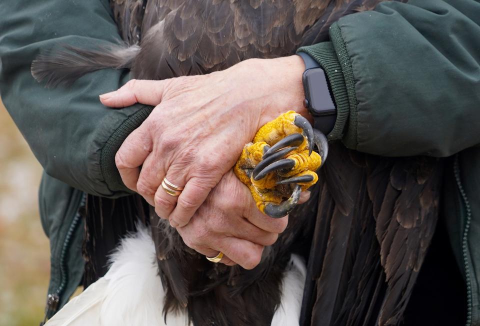 Marge Gibson, executive director of Raptor Education Group, Inc. (REGI) of Antigo, holds the feet of a bald eagle before releasing the bird Jan. 6 in Prairie du Sac. The eagle had been rehabilitated at REGI after it was admitted with a broken wing.