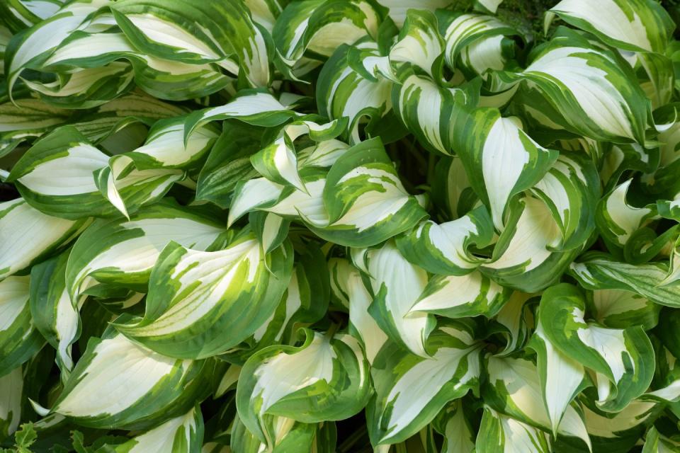 Hostas