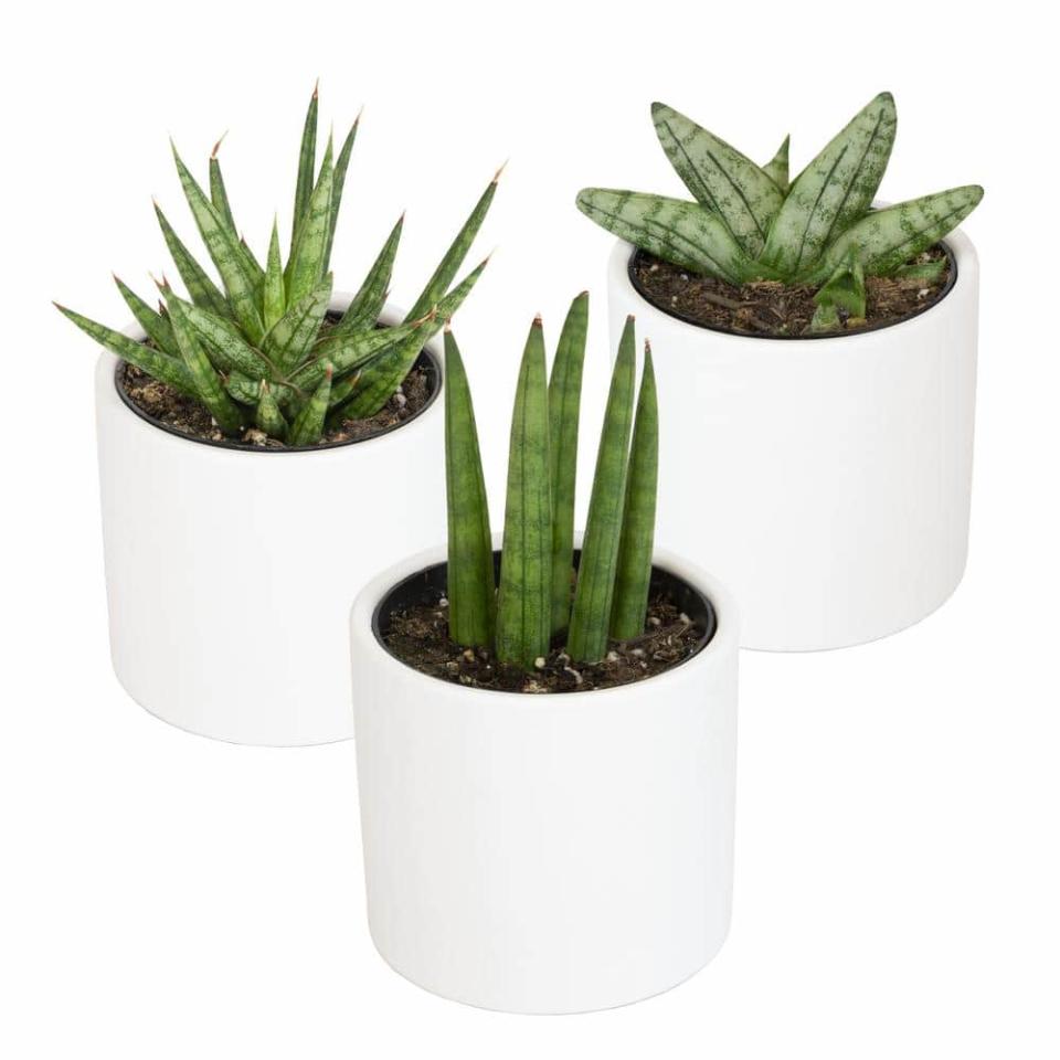 <p><a href="https://go.redirectingat.com?id=74968X1596630&url=https%3A%2F%2Fwww.homedepot.com%2Fp%2FSMART-PLANET-2-5-in-Lolite-Sansevieria-Snake-Plant-in-Matte-White-Cylindrical-Decor-Pot-3-Pack-0880088%2F318071197&sref=https%3A%2F%2Fwww.womansday.com%2Fhome%2Fdecorating%2Fg60763194%2Fbest-low-light-indoor-plants%2F" rel="nofollow noopener" target="_blank" data-ylk="slk:Shop Now;elm:context_link;itc:0;sec:content-canvas" class="link ">Shop Now</a></p><p>Cylindrical Snake Plant, set of 3</p><p>homedepot.com</p><p>$34.27</p><span class="copyright">Smart Planet</span>