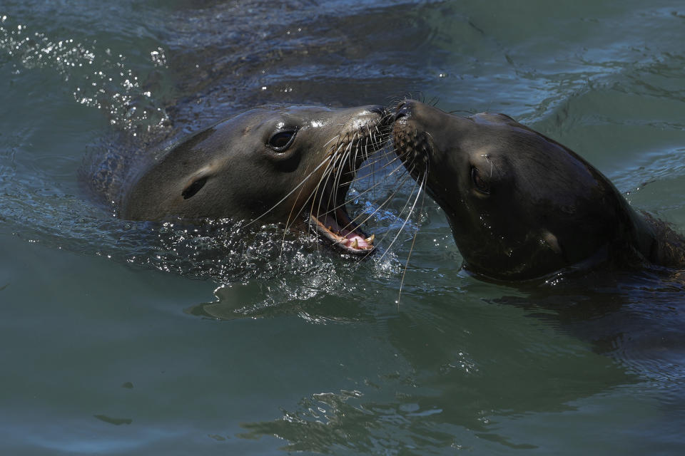 Two sea lions swim in the bay next to Pier 39, Thursday, May 2, 2024, in San Francisco. (AP Photo/Godofredo A. Vásquez)