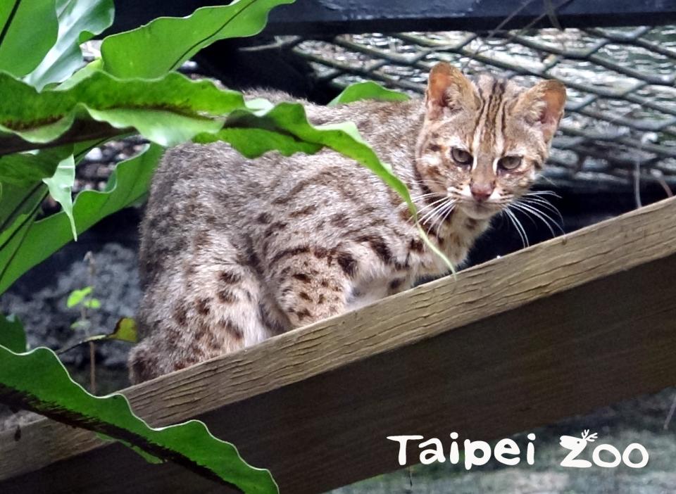 台北市立動物園發生石虎脫逃事件。（示意圖，非當事之石虎。圖片來源／台北市立動物園臉書）
