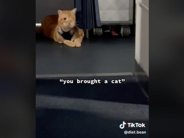 Cats in phillies gear｜TikTok Search