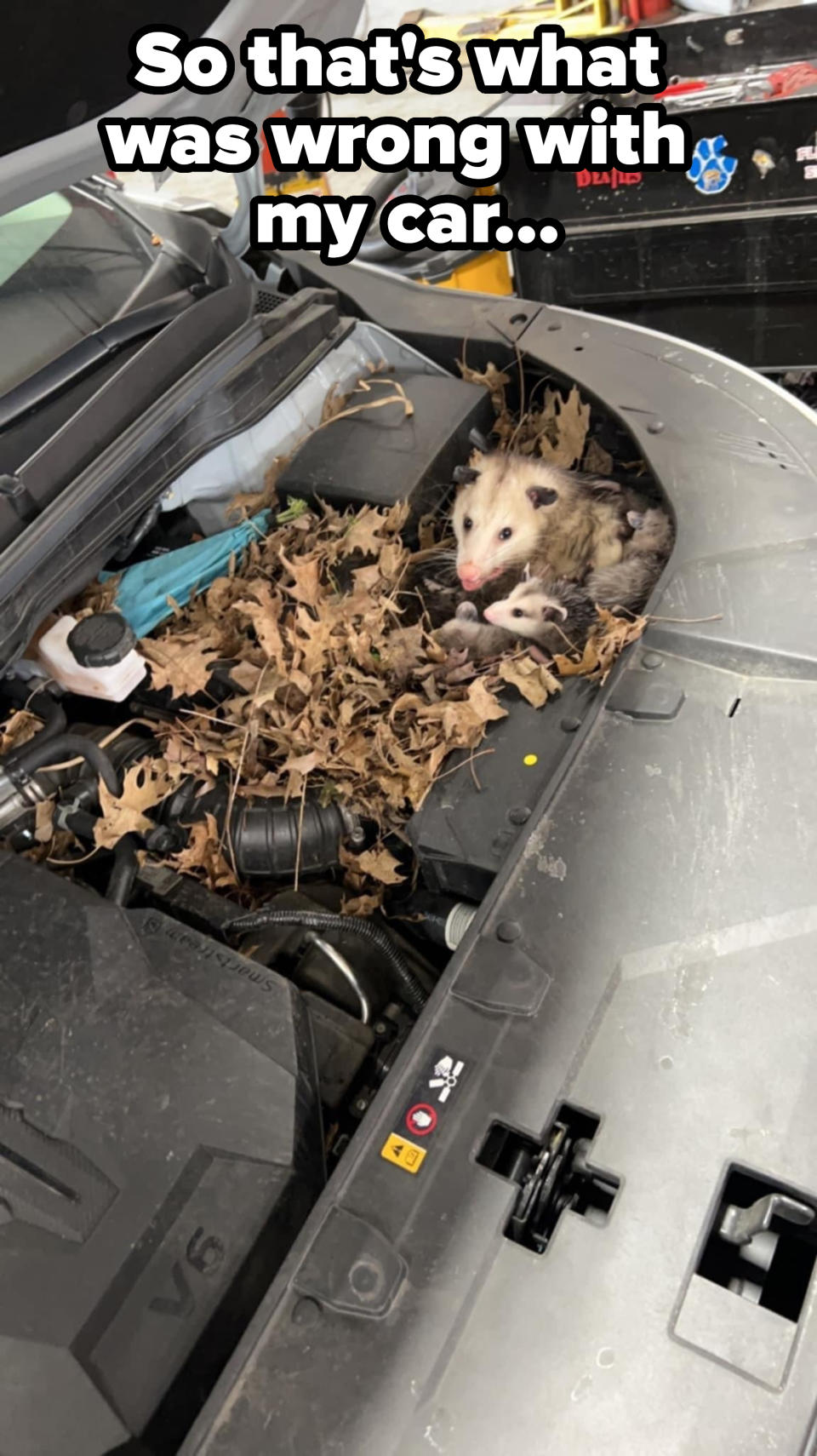 an opossum in someone's engine