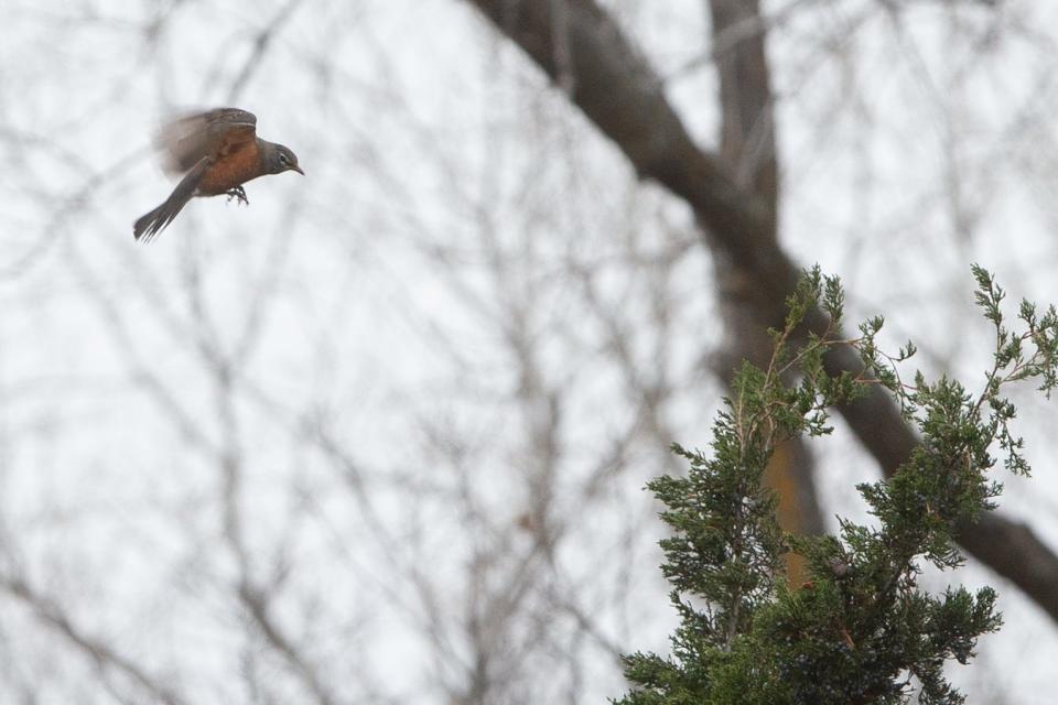 An American robin prepares to land on a cedar branch Saturday on the Orville O. Rice Memorial Nature Trail at Shunga Creek.