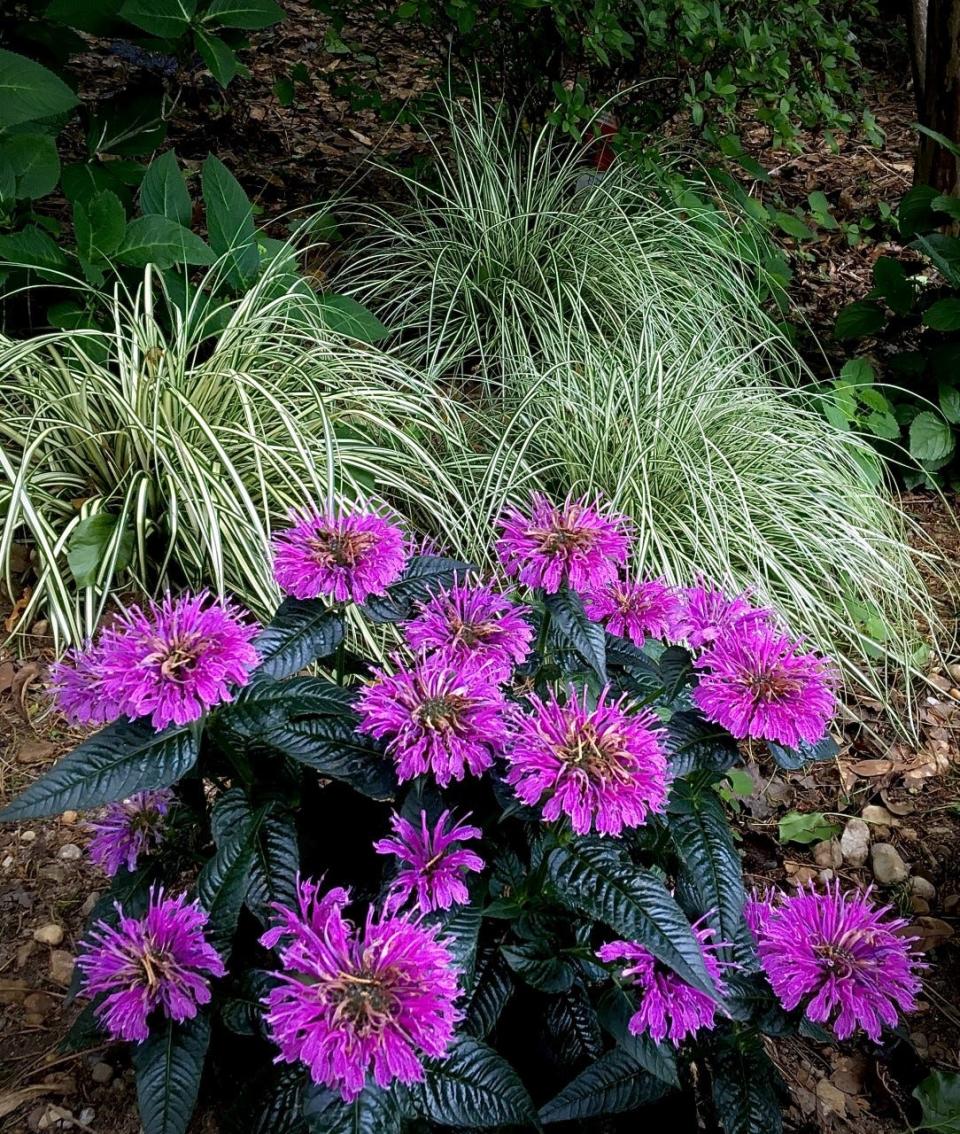 Upscale Lavender Taffeta bee balm also making its debut in 2023 is a little shorter in height. Here it is partnered with Evergold Carex for a fine textured grassy element.