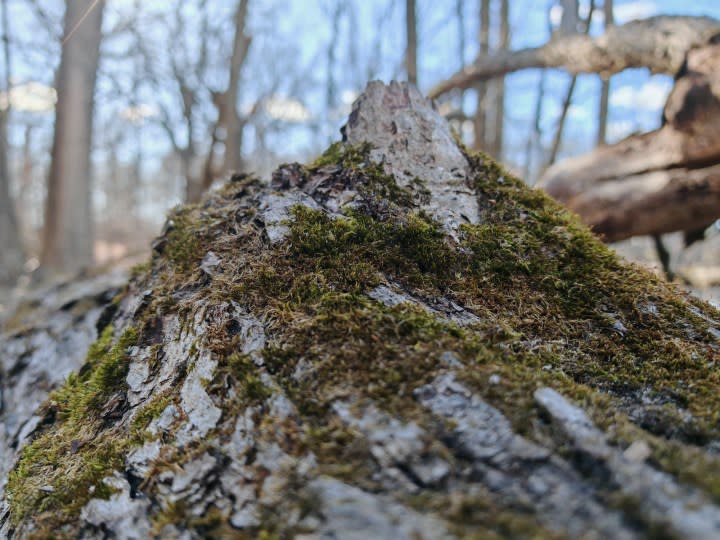 A close-up photo of moss growing on a tree stump, taken with the Honor Magic 6 RSR.