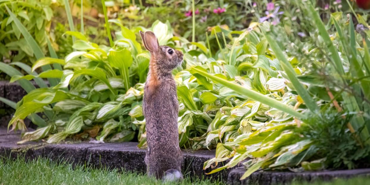 hungry bunny rabbit standing up looking at his dinner backyard garden