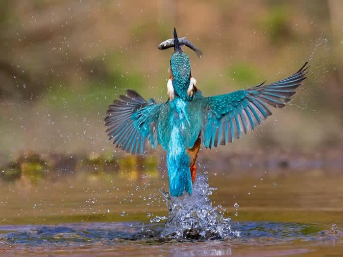 <em>A kingfisher with a successful catch. CREDIT: Richard Towell.</em>