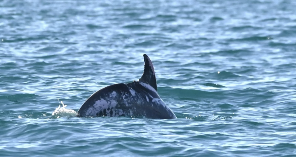 A bottlenose dolphin named 