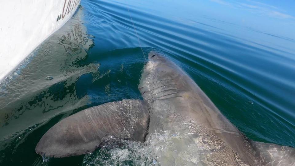 Charter Captain Chip Michalove of Outcast Sport Fishing reeled in and released the first great white sharks of the winter season on Saturday, Dec. 18, 2021, off Hilton Head Island, South Carolina.