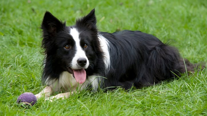 5. Border Collie