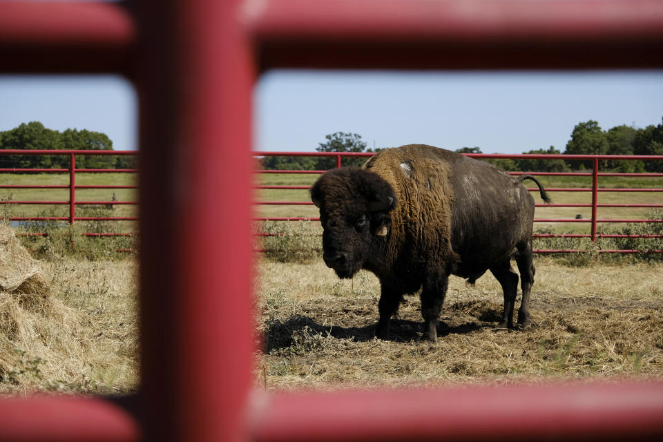 A bison bull grazes in isolation after being separated from the herd in Bull Hollow, Okla., on Sept. 27, 2022. (AP Photo/Audrey Jackson)