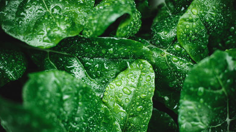 spinach leaves with water droplets