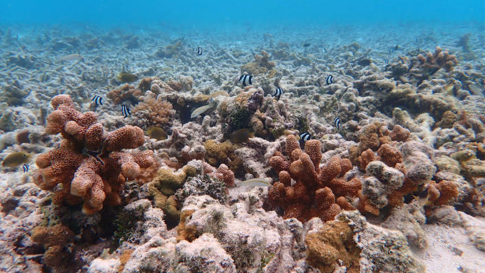 Dead and dying coral underwater in the Maldives. Some parts of the Maldives are believed to have lost up to 90 percent of corals because of changing conditions such as rising sea water temperature. 