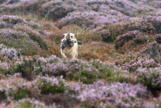 Grouse season