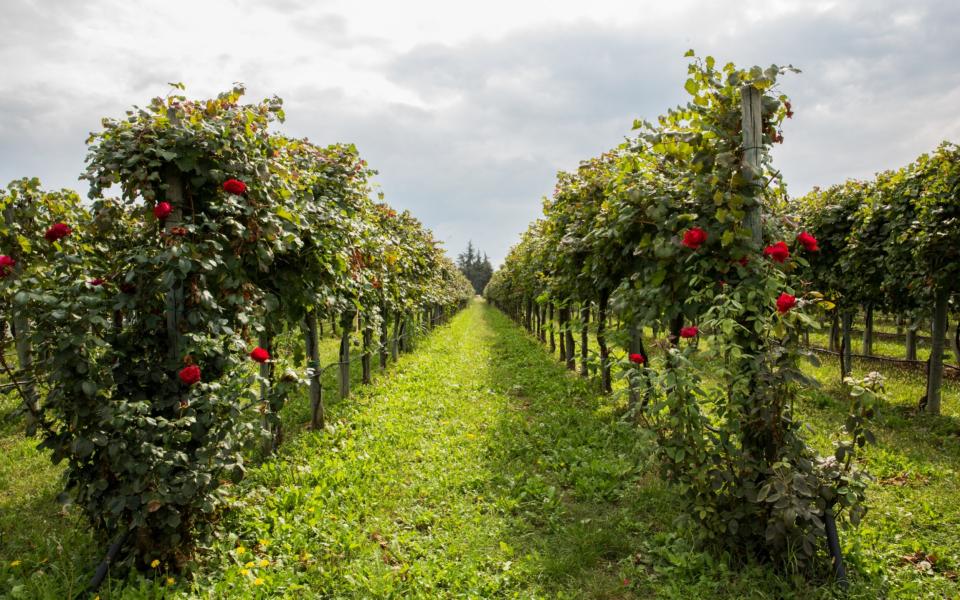 Local vineyards for the production of balsamic vinegar in Magreta, Emilia Romagna - Universal Images Group Editorial 