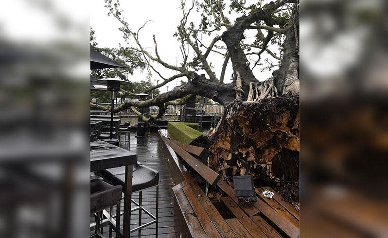 An iconic 100-year-old fig tree ripped from its roots in a Brisbane beer garden. Photo: 7News